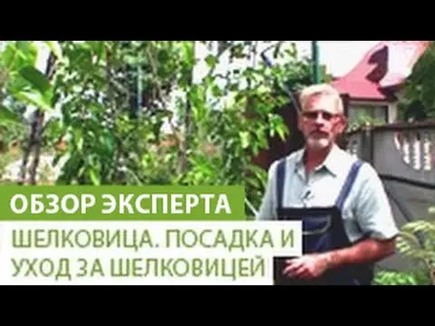 Mulberry cultivation and tree care step by step