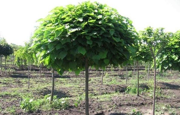 Mulberry cultivation and tree care step by step