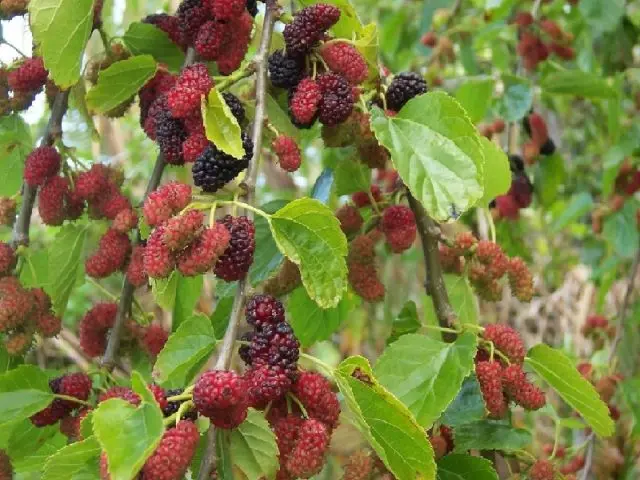 Mulberry jam: recipes