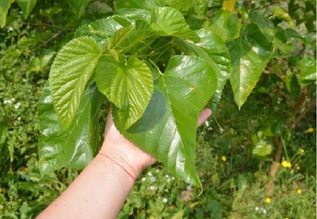 Mulberry leaves: useful properties and contraindications