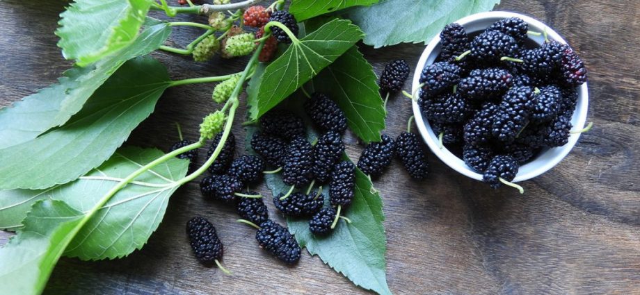 Mulberry leaves: useful properties and contraindications