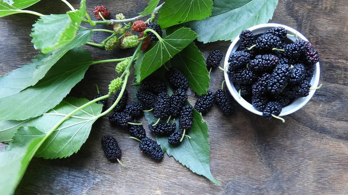 Mulberry leaves: useful properties and contraindications