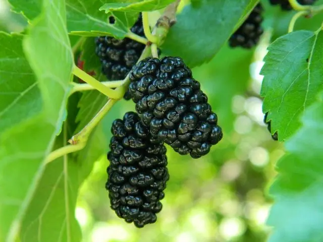 Mulberry: photo of berries, cultivation