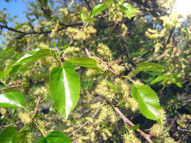 Mulberry: photo of berries, cultivation