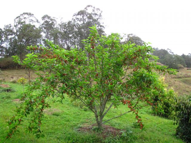 Mulberry: photo of berries, cultivation