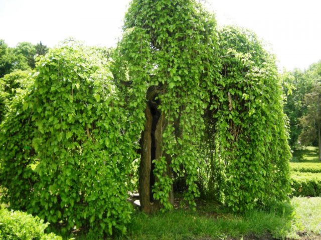 Mulberry: photo of berries, cultivation