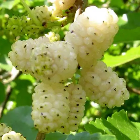 Mulberry: photo of berries, cultivation