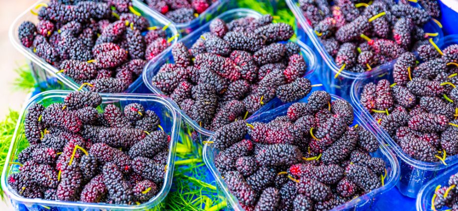 Mulberry: photo of berries, cultivation