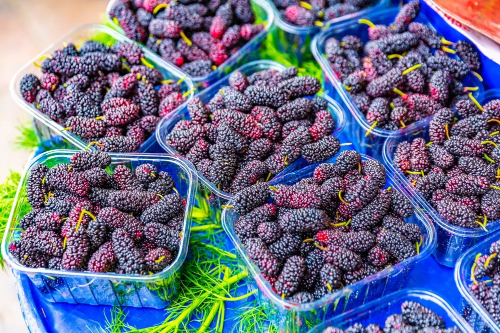 Mulberry: photo of berries, cultivation