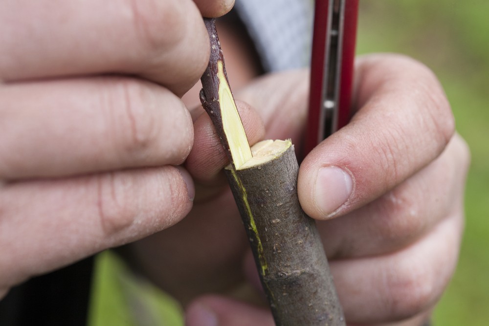 Mulberry planting: features of planting technology