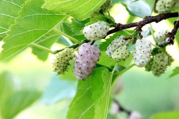 Mulberry planting: features of planting technology