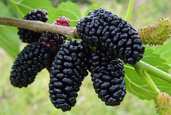 Mulberry planting: features of planting technology