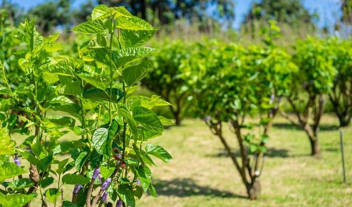 Mulberry planting: features of planting technology