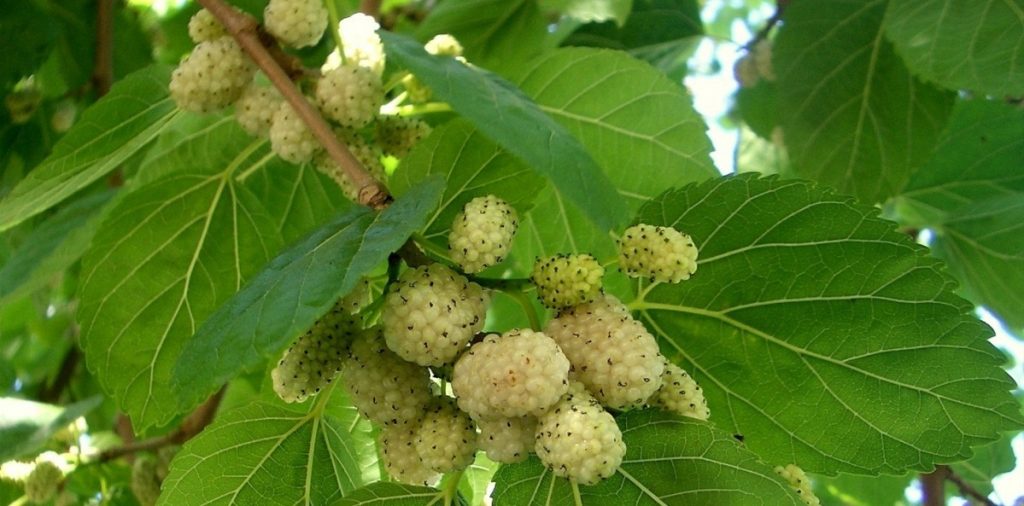 Mulberry planting: features of planting technology