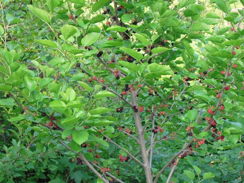 Mulberry tree (mulberry): features of cultivation and care