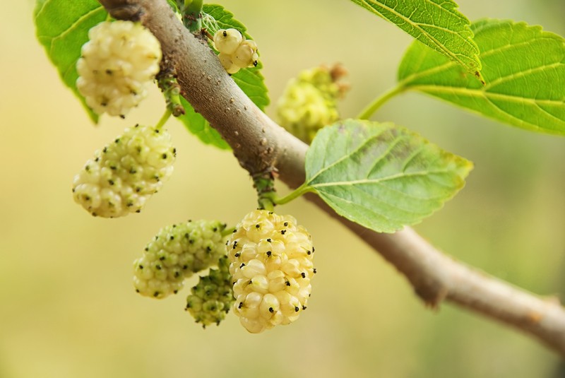 Mulberry tree (mulberry): features of cultivation and care