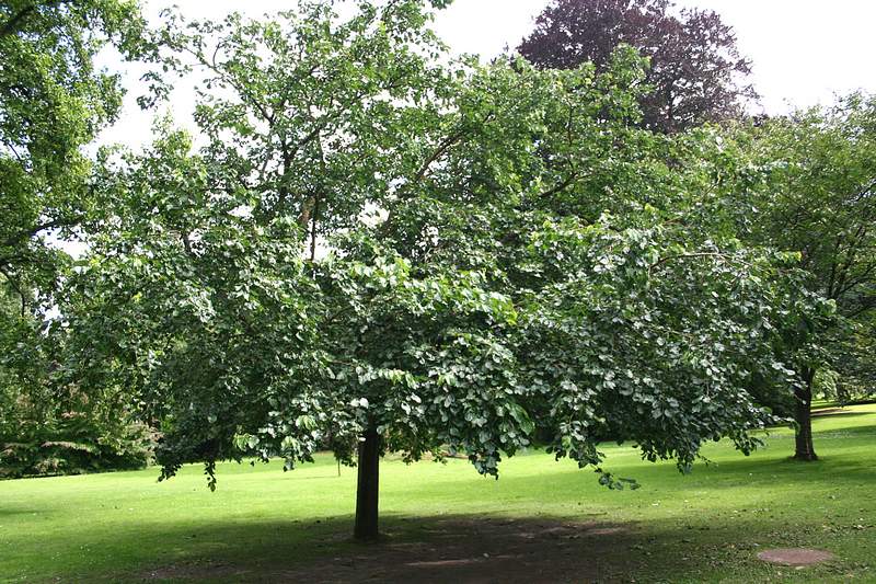 Mulberry tree (mulberry): features of cultivation and care