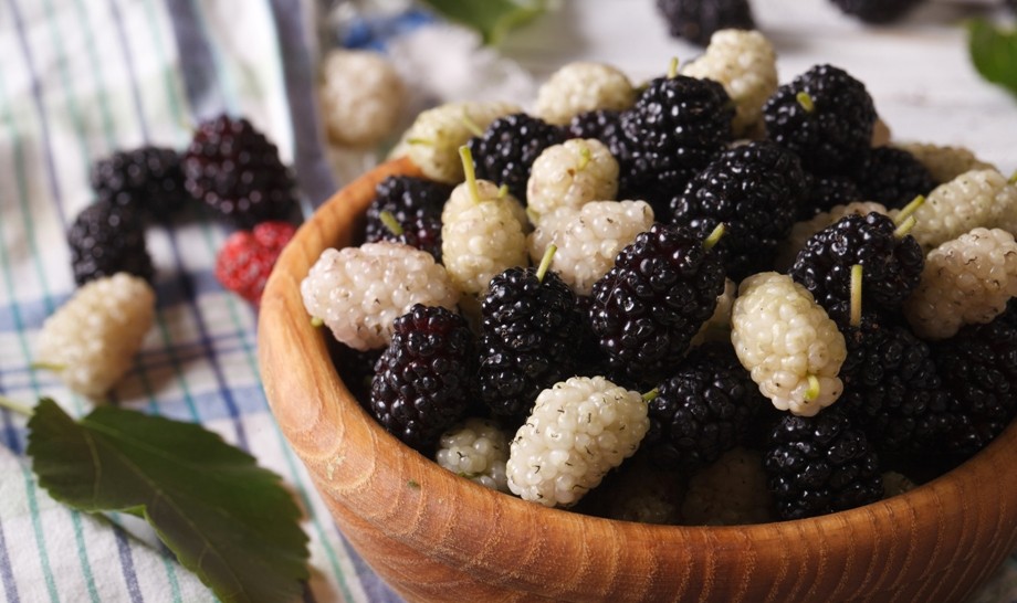 Mulberry tree (mulberry): features of cultivation and care