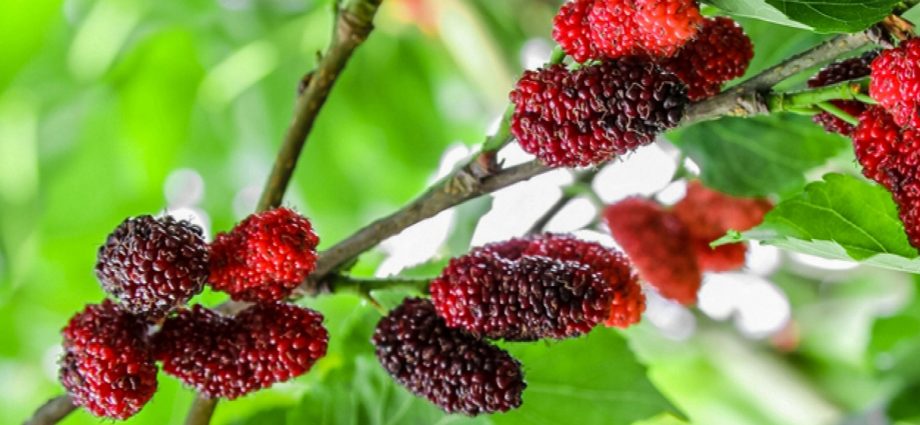 Mulberry tree (mulberry): features of cultivation and care