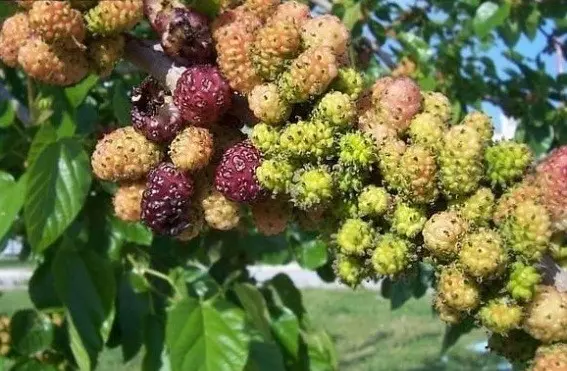 Mulberry: varieties, characteristics and features