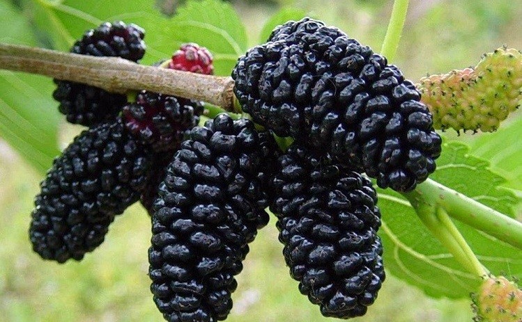 Mulberry: varieties, characteristics and features