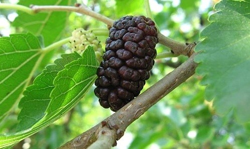 Mulberry: varieties, characteristics and features