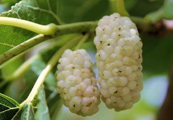 Mulberry: varieties, characteristics and features