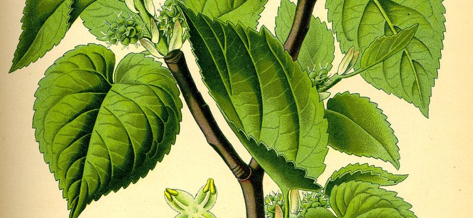 Mulberry: varieties, characteristics and features