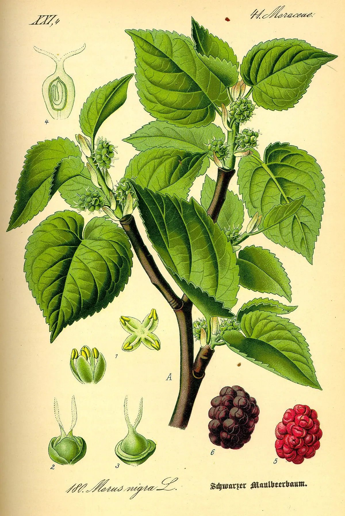 Mulberry: varieties, characteristics and features