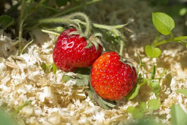 Mulching strawberries with sawdust: spring, summer, autumn