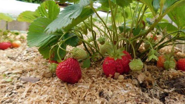 Mulching strawberries with sawdust: spring, summer, autumn