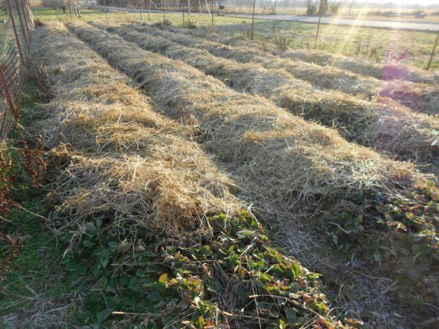 Mulching strawberries with sawdust: spring, summer, autumn