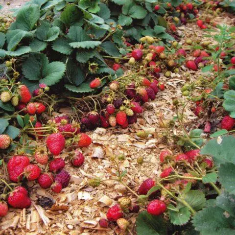 Mulching strawberries with sawdust: spring, summer, autumn