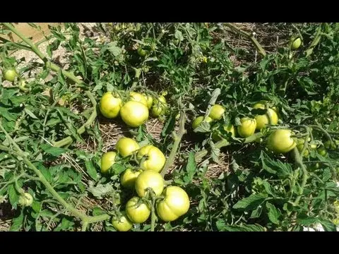 Mulching tomatoes in a greenhouse: instructions and recommendations