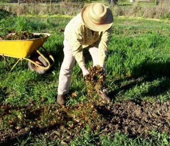 Mullein &#8211; fertilizer for cucumbers