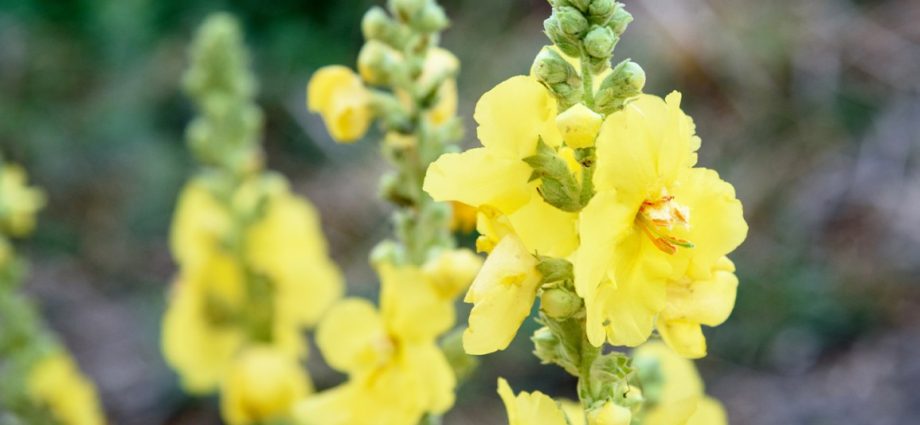 Mullein &#8211; application, properties, contraindications