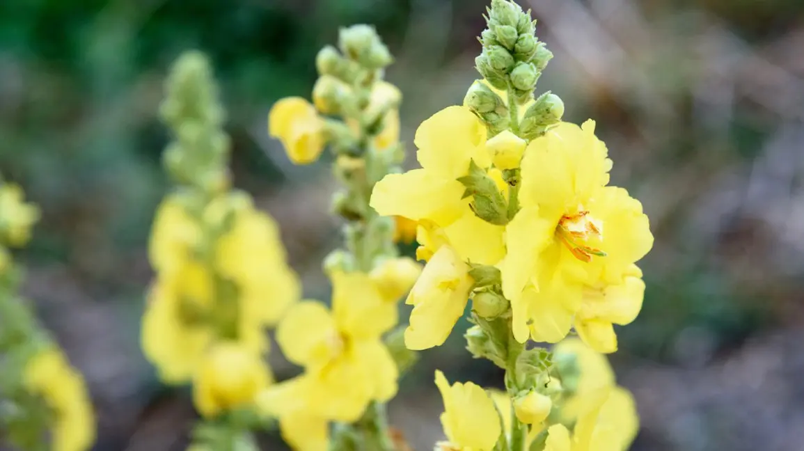 Mullein &#8211; application, properties, contraindications