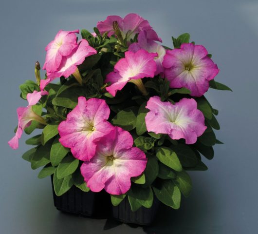 Multi-flowered petunia Mambo (Mambo) F1: description, photo, reviews