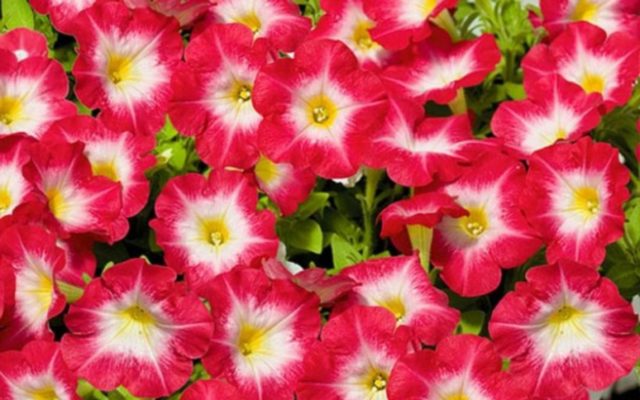 Multi-flowered petunia Mambo (Mambo) F1: description, photo, reviews