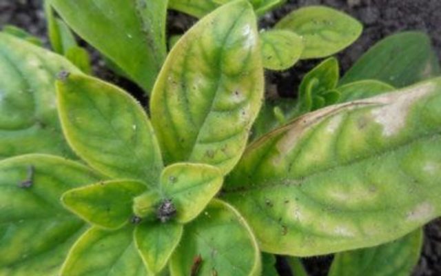 Multi-flowered petunia Mambo (Mambo) F1: description, photo, reviews