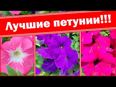 Multi-flowered petunia Mambo (Mambo) F1: description, photo, reviews