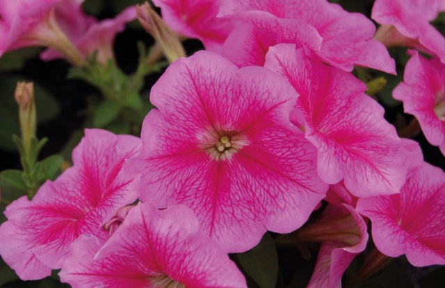 Multi-flowered petunia Mambo (Mambo) F1: description, photo, reviews