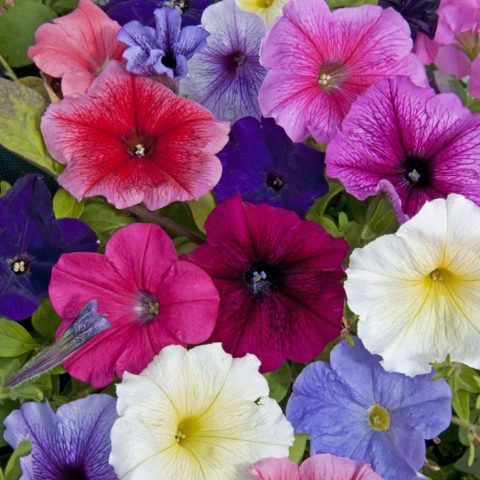 Multi-flowered petunia Mambo (Mambo) F1: description, photo, reviews