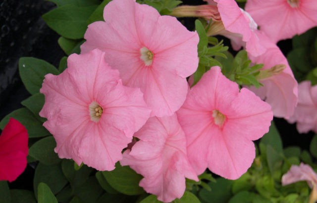 Multi-flowered petunia Mambo (Mambo) F1: description, photo, reviews