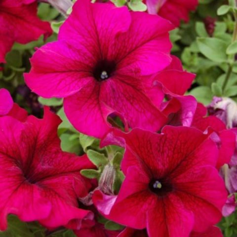 Multi-flowered petunia Mambo (Mambo) F1: description, photo, reviews