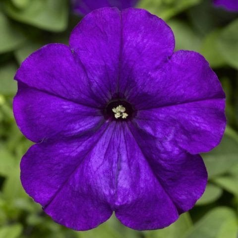 Multi-flowered petunia Mambo (Mambo) F1: description, photo, reviews