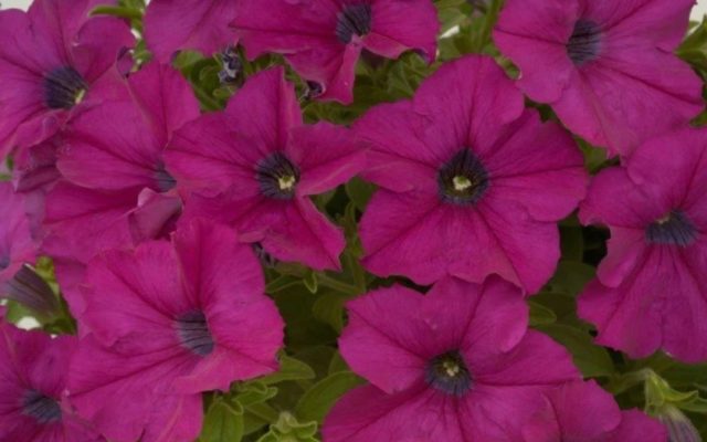 Multi-flowered petunia Mambo (Mambo) F1: description, photo, reviews