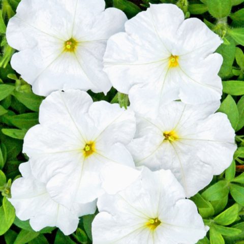 Multi-flowered petunia Mambo (Mambo) F1: description, photo, reviews