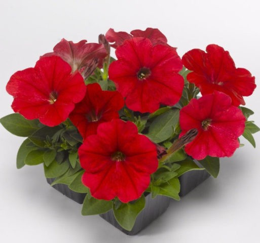 Multi-flowered petunia Mambo (Mambo) F1: description, photo, reviews