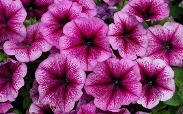 Multi-flowered petunia Mambo (Mambo) F1: description, photo, reviews